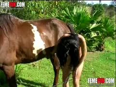 Teen is coated in sperm after sucking the horse like a whore.